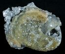 Fossil Whelk With Golden Calcite Crystals #6052-1